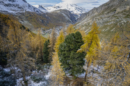 [Report] Venez célébrer l’Arolle Millénaire et le patrimoine naturel de Val d’Isère !