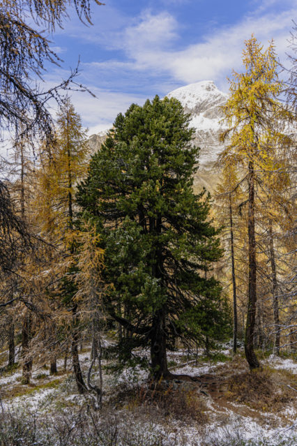 Le Concours de l’Arbre de l’Année 2024 et l’Arolle millénaire