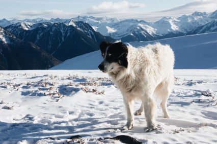 Dois-je tenir mon chien en laisse ?